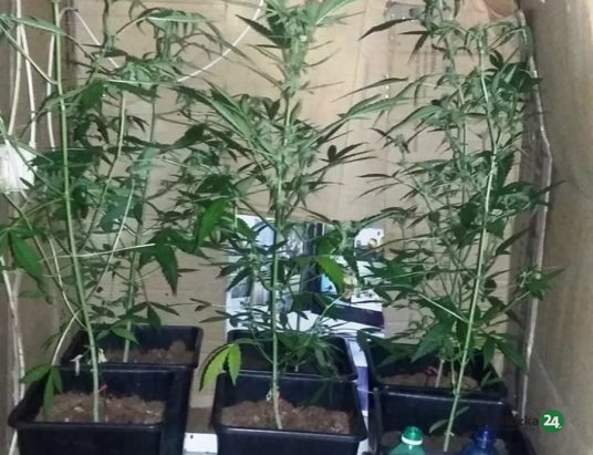 Uzbrojony plantator