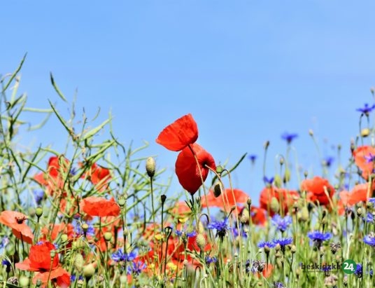 Naśladując naturę. W Bielsku-Białej powstaną kolejne łąki kwietne