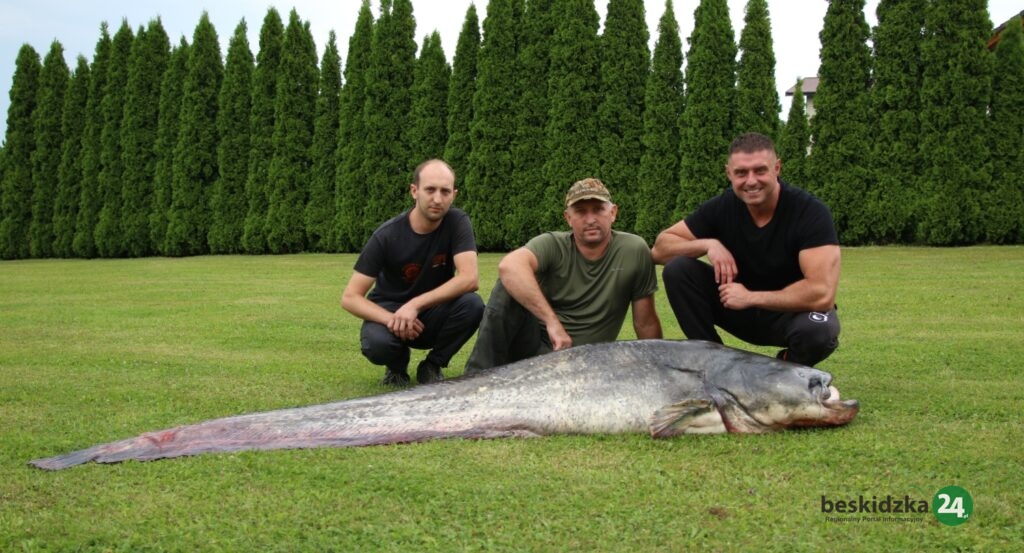 Gigantyczny sum zÅ‚owiony w WiÅ›le w DrogomyÅ›lu. SÅ‚odko-gorzki smak