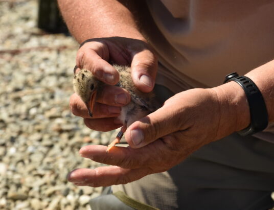 Ptasia grypa na Żywiecczyźnie. Władze powiatu bielskiego ostrzegają