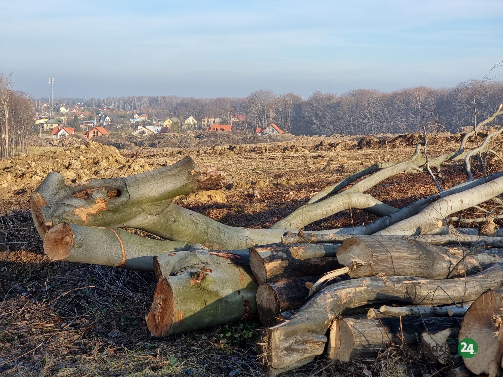 Wielka wycinka w Hałcnowie. Ogromne kłody i stosy konarów leżą wśród wykopów. Był sobie Księży Las | ZDJĘCIA