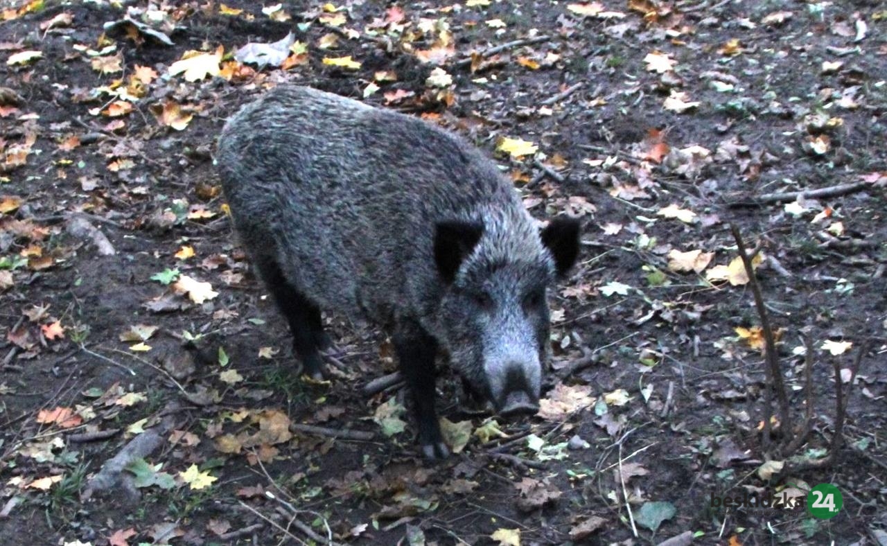 Dziki pokochały bielskie Złote Łany, a mieszkańcy się boją | WIDEO