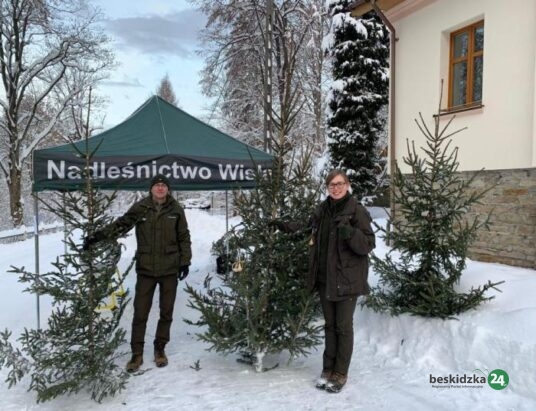 Choinki z lasów Nadleśnictwa Wisła – ile będą kosztować w tym roku? Znów oparły się inflacji