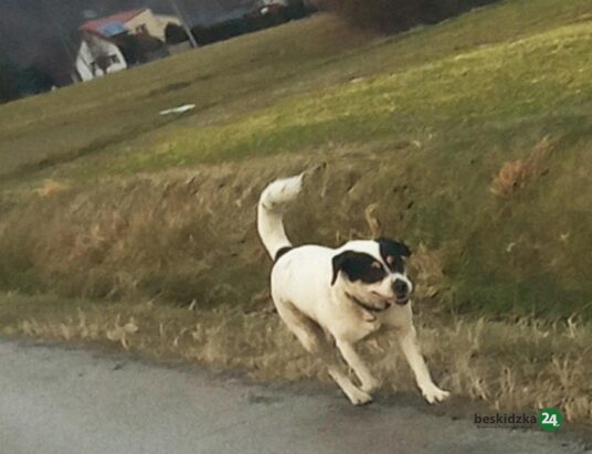 Rośnie problem z wałęsającymi się psami w gminie Mucharz