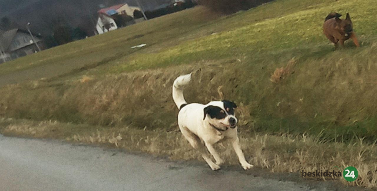 Rośnie problem z wałęsającymi się psami w gminie Mucharz