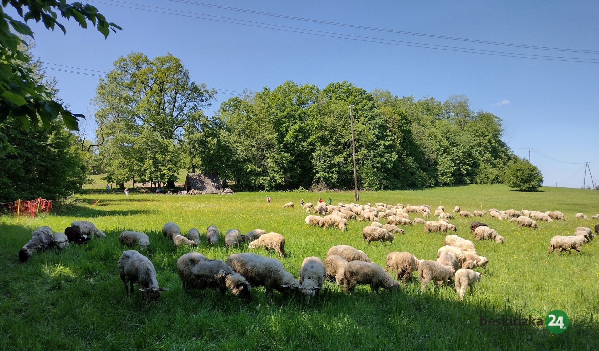 Maj pod znakiem pasterskich obrzędów. Przed nami Wygón Łowiec w Wiśle i Redyk na Buczu
