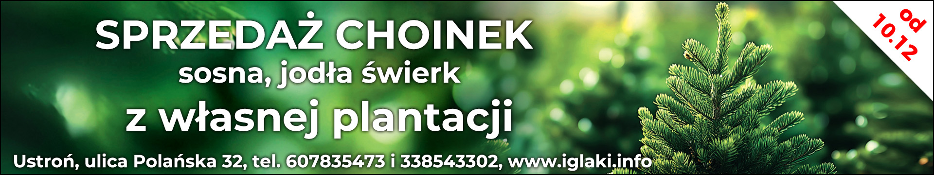 Choinki Ustroń