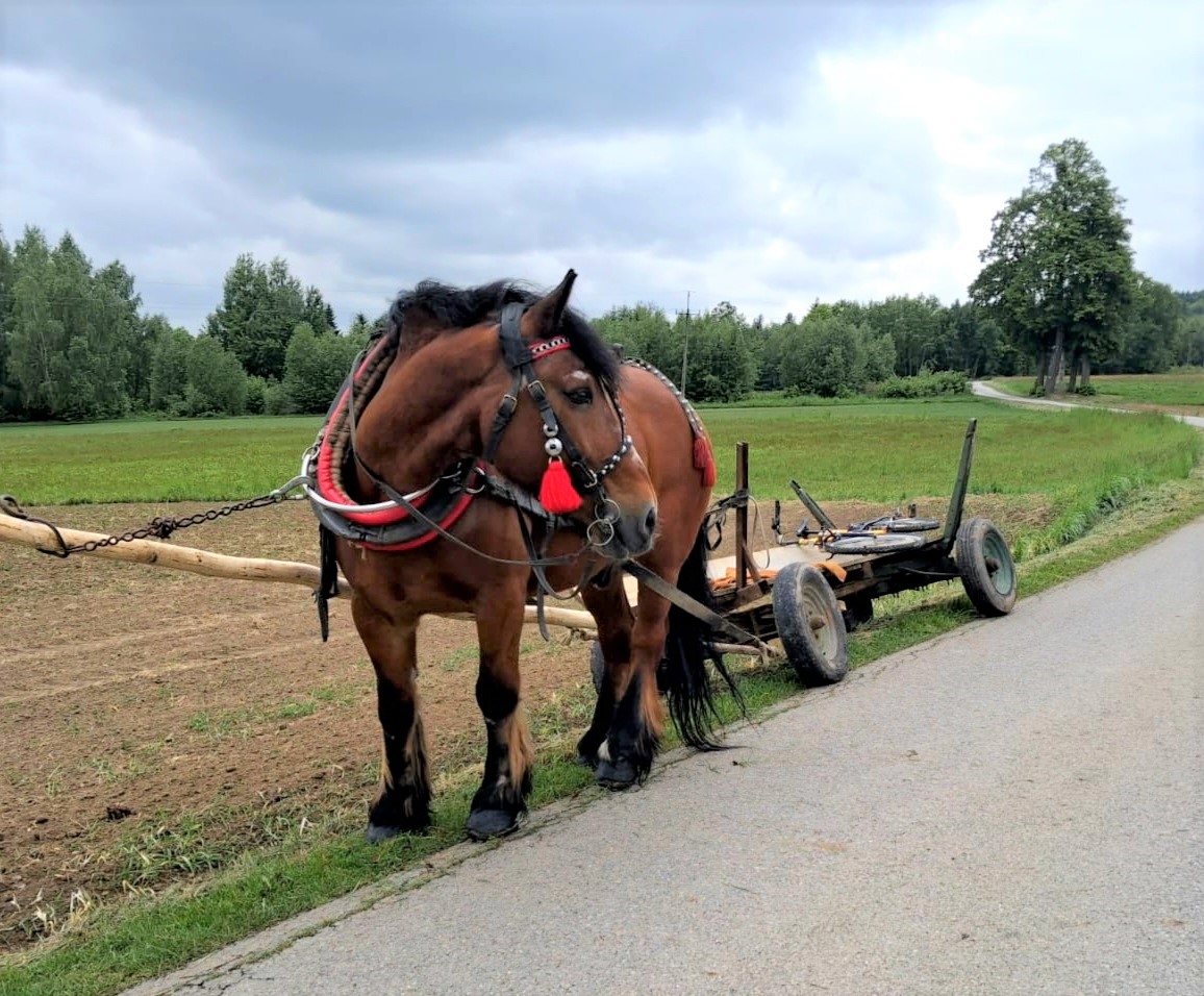 Woźnica się doigrał. Kompletnie pijany prowadził zaprzęg z koniem