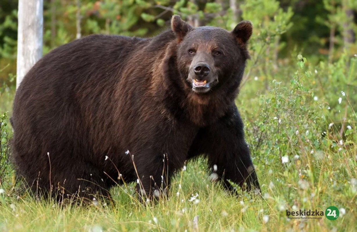 Niedźwiedź w Kleczy Dolnej