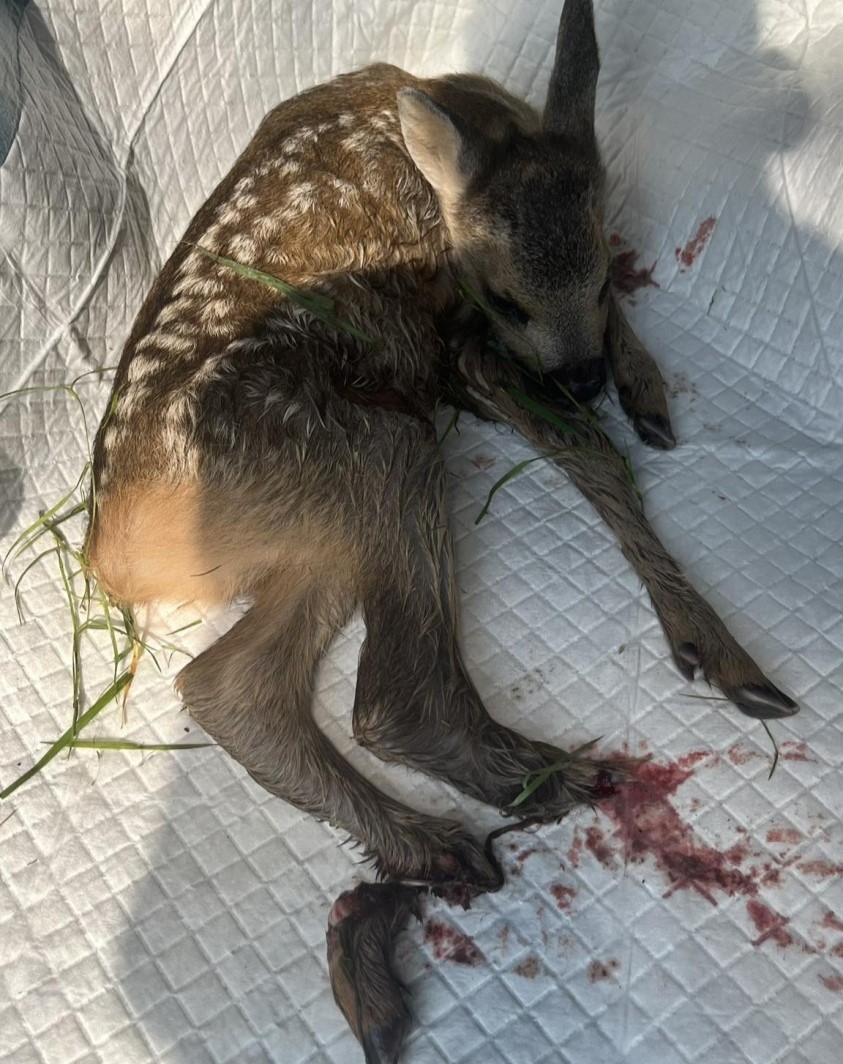 Sarna w Czechowicach-Dziedzicach wpadła pod kosiarkę. Straż Miejska apeluje do rolników