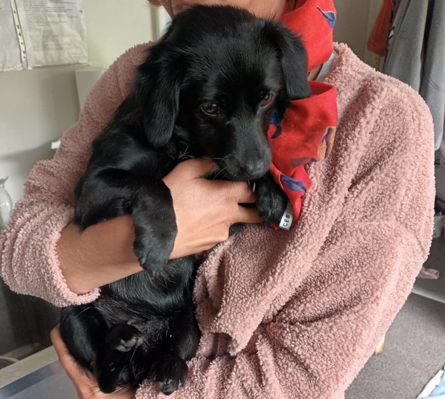 Wyrzucił szczeniaczka z samochodu w Lipowej i odjechał. Szuka go policja