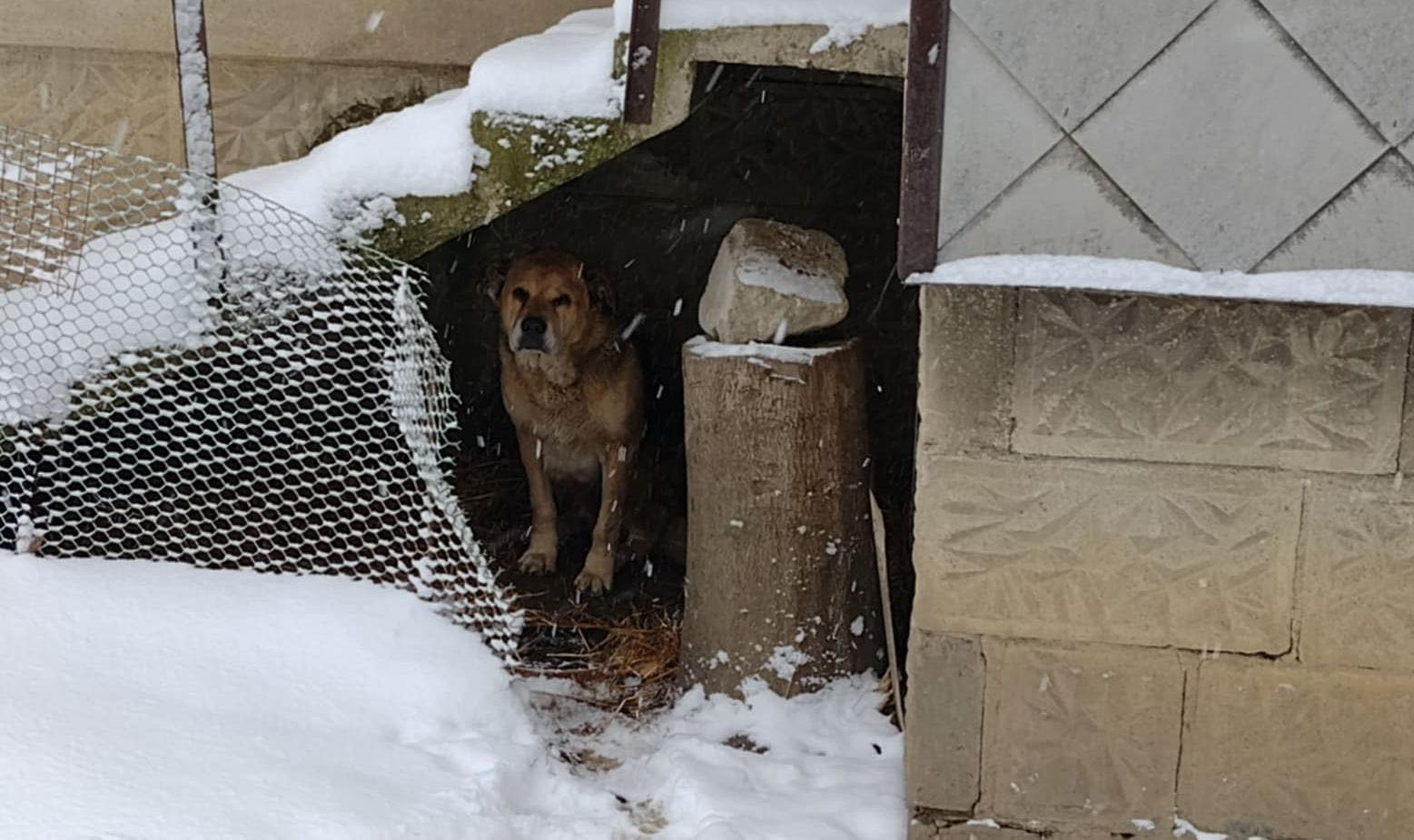 Walka o Burego trwa. Fundacja nie zgadza się z decyzją urzędników