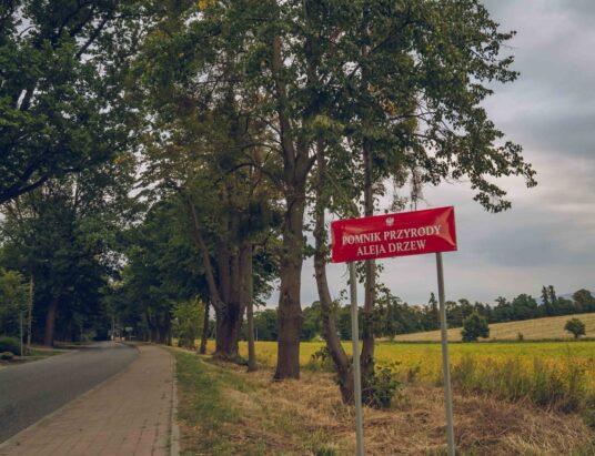 Zieleń w Strumieniu rośnie w siłę. Gmina zachęca do zgłaszania przyrodniczych perełek