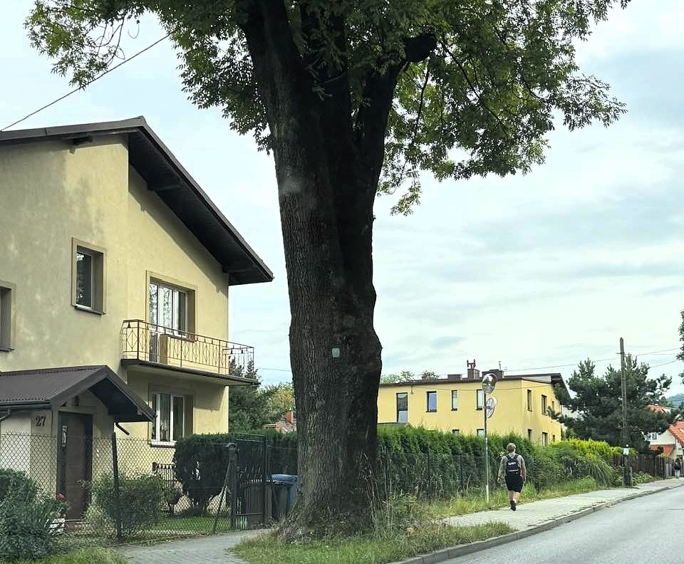 Mieszkańcy martwią się o los pomnika przyrody. W czasie wichury może się złamać