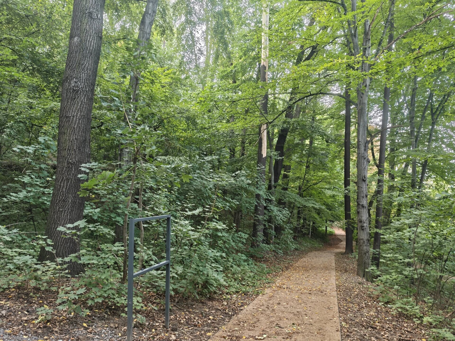 Lasek Miejski nad Puńcówką w Cieszynie przejdzie rewitalizację