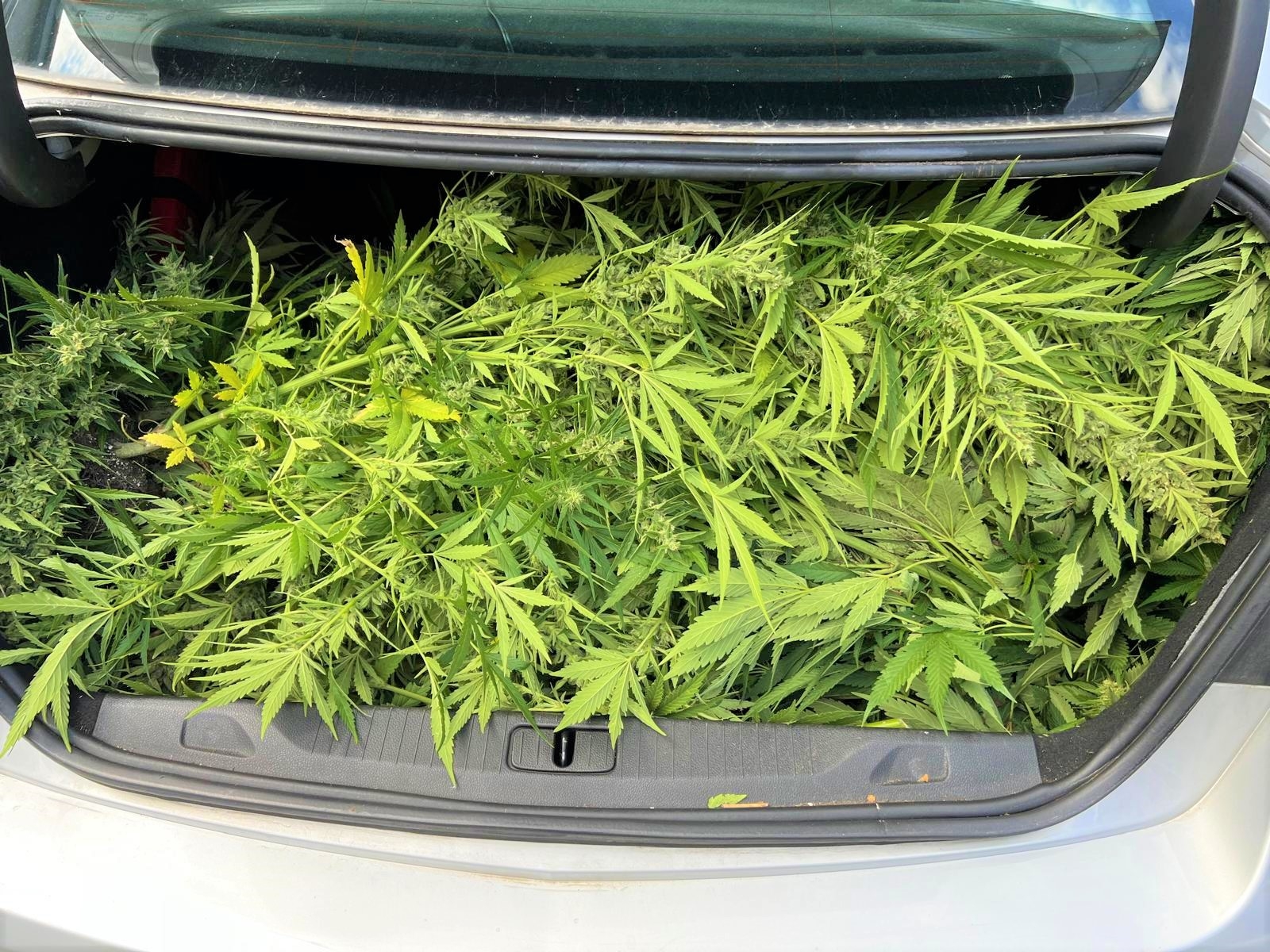 Zielona tajemnica pod Oświęcimiem. Policja zlikwidowała plantację konopi