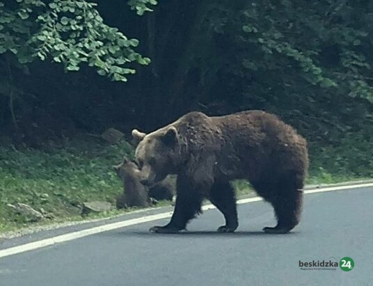 Niedźwiedź w okolicach trójstyku granic