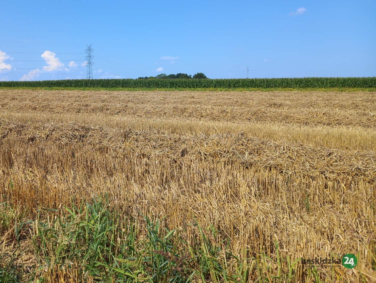 W gminie Wilamowice podziękują za plony. Koncerty, degustacje i zabawa
