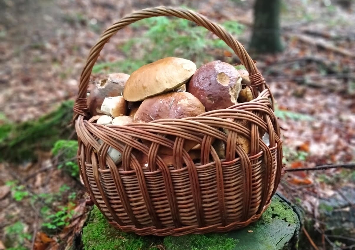 Grzybobranie to nie sport narodowy. Bo boimy się zatrucia, kleszczy… i pająków