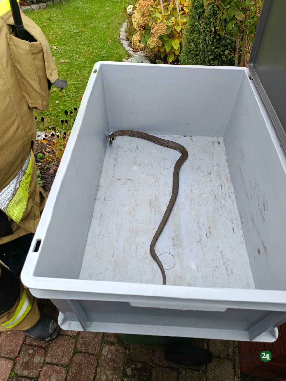 Wąż w szafie. Strażacy z OSP Bąków ruszyli na nietypową interwencję