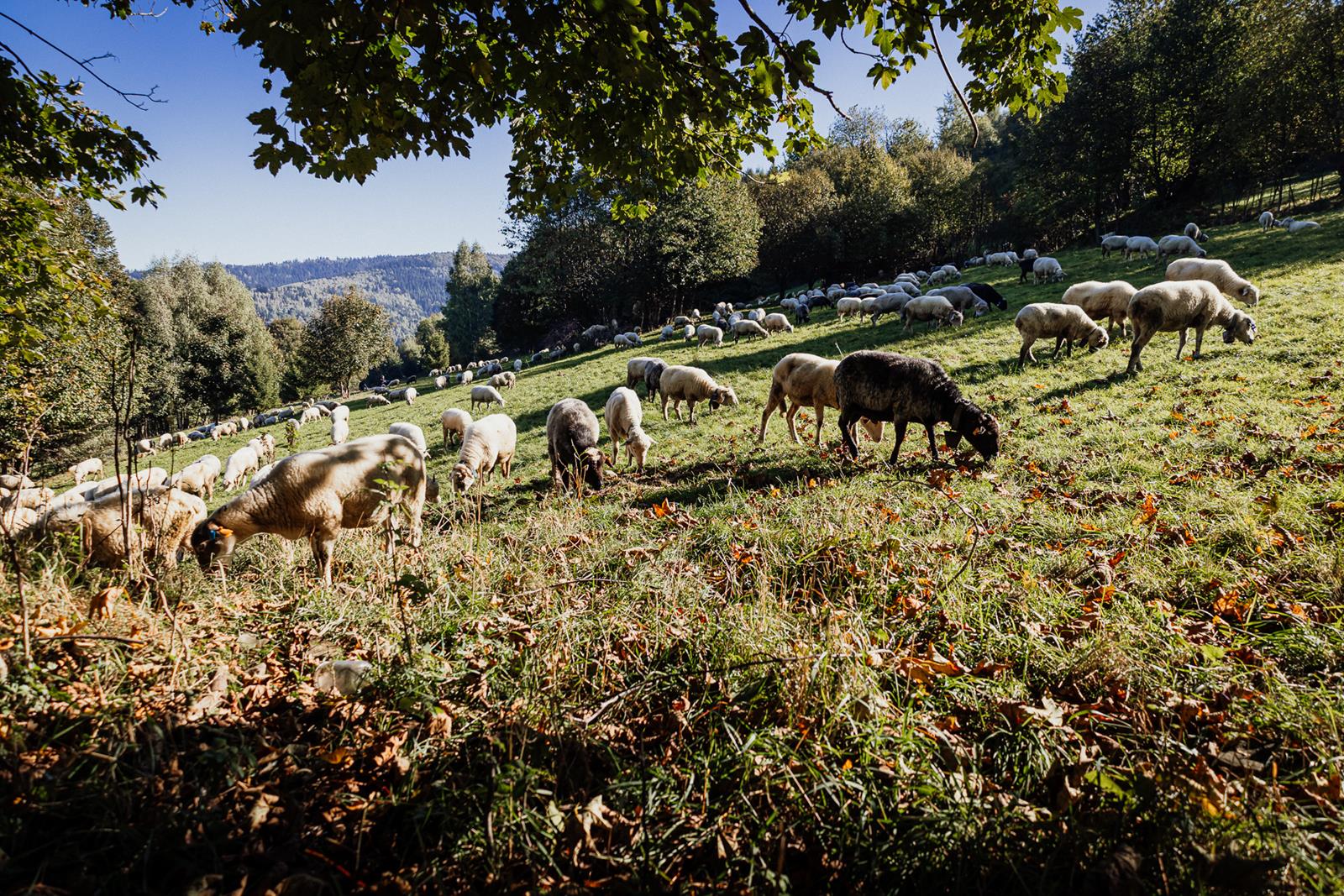 Tak działa Fundacja Dobry Widok. Kolejny rok na rzecz pasterstwa! – ZDJĘCIA
