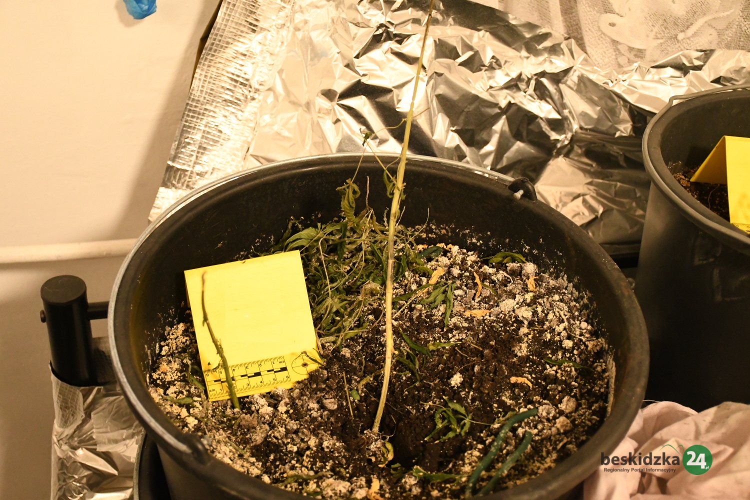 Fałszywy alarm i konopie