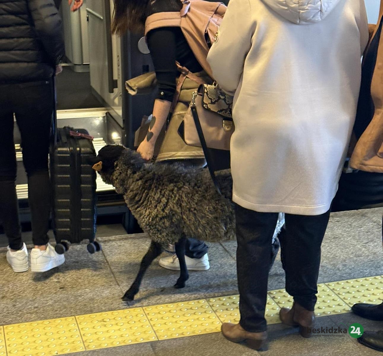 Poseł Mariusz Krystian i… owca co koleją jechała – WIDEO