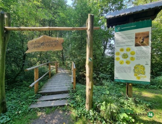 Nadleśnictwo Ustroń prowadzi jesienne prace leśne. Utrudnienia w Hażlachu i na Czantorii Wielkiej