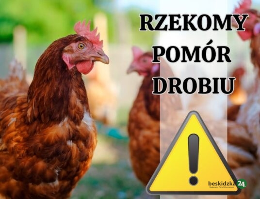Ognisko rzekomego pomoru drobiu w Bielsku-Białej
