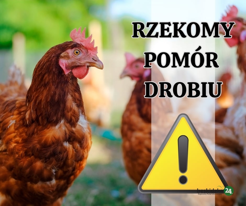 Ognisko rzekomego pomoru drobiu w Bielsku-Białej