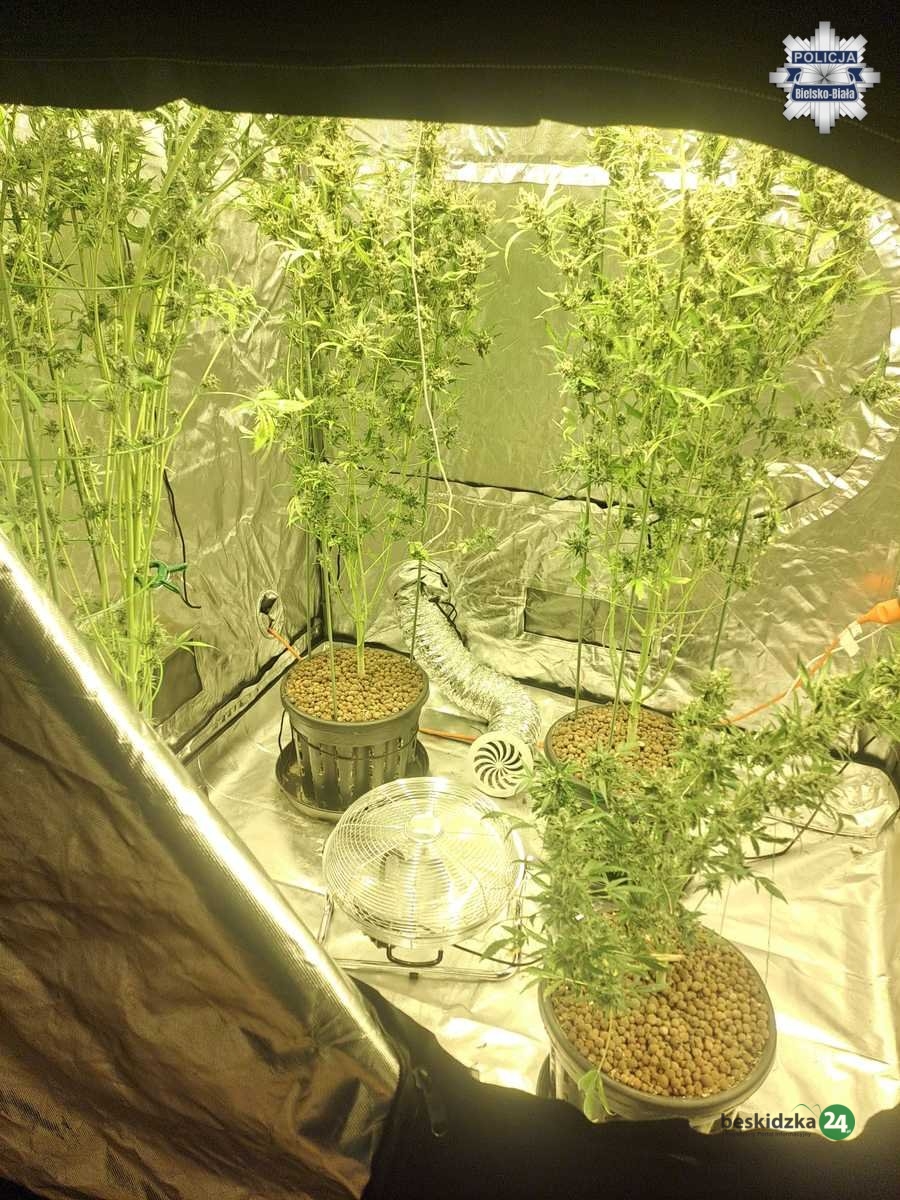 Przejęli 5 kilogramów narkotyków – ZDJĘCIA