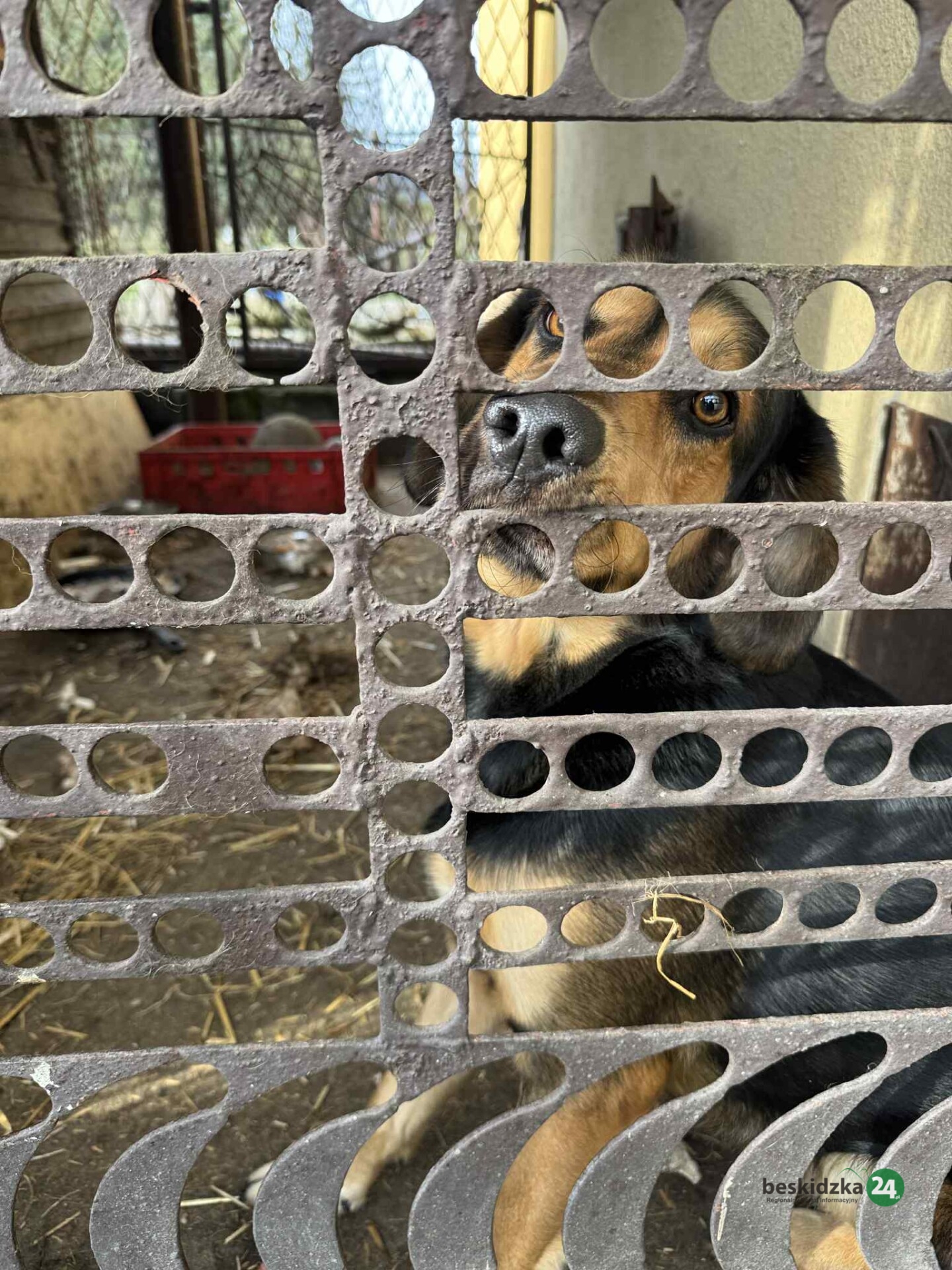 Pies zamknięty w brudnym kojcu. Interwencja na posesji sołtysa