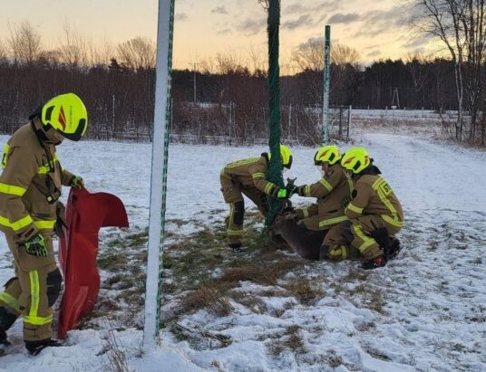 W Kobiernicach uwalniali jelenia z siatki