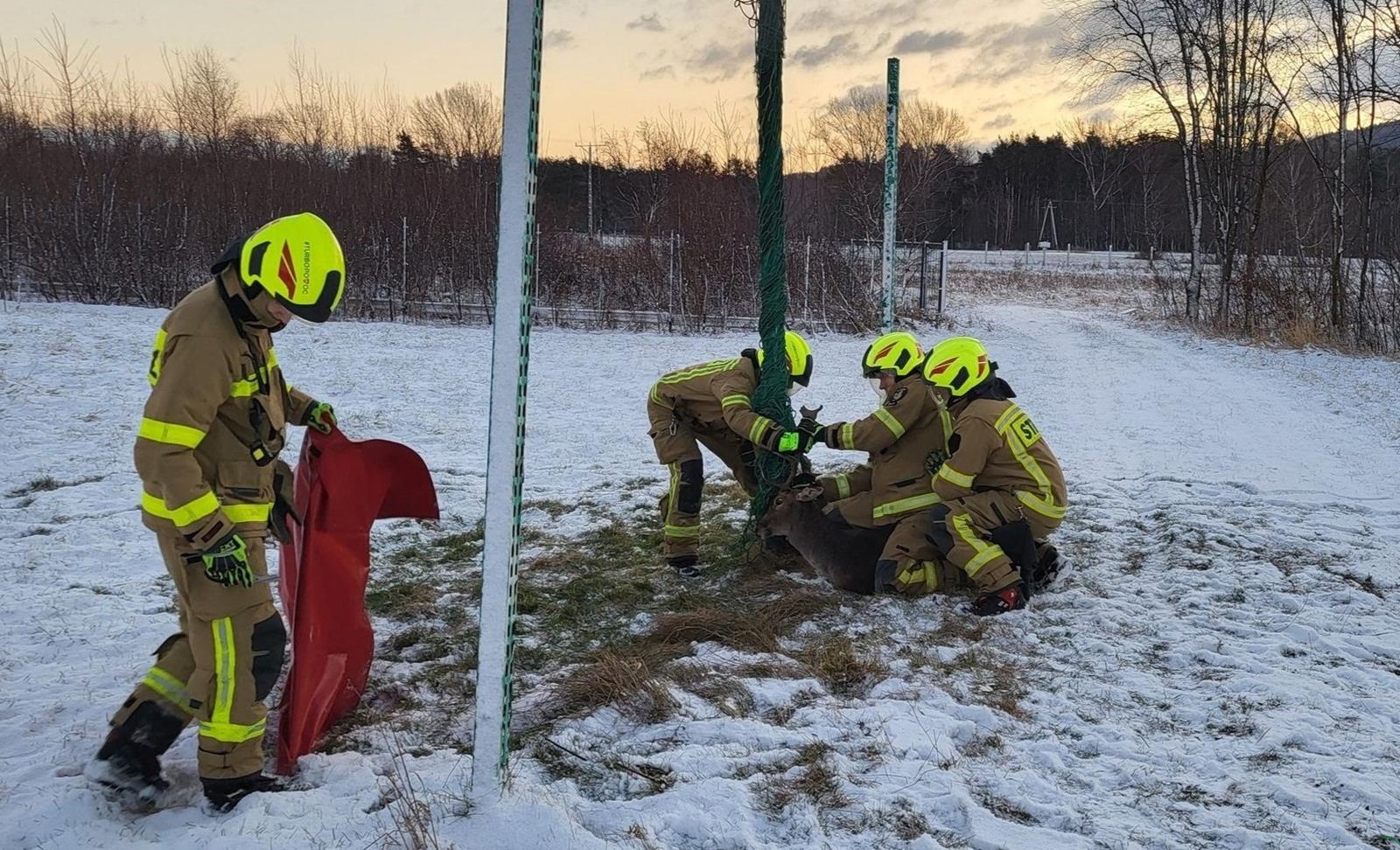 W Kobiernicach uwalniali jelenia z siatki