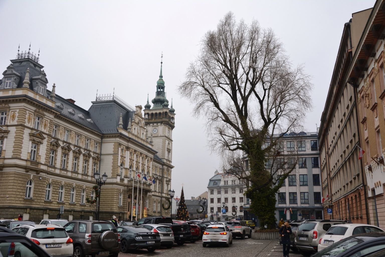 Rośnie w tym miejscu od lat. Bielski radny ostrzega przed ryzykiem