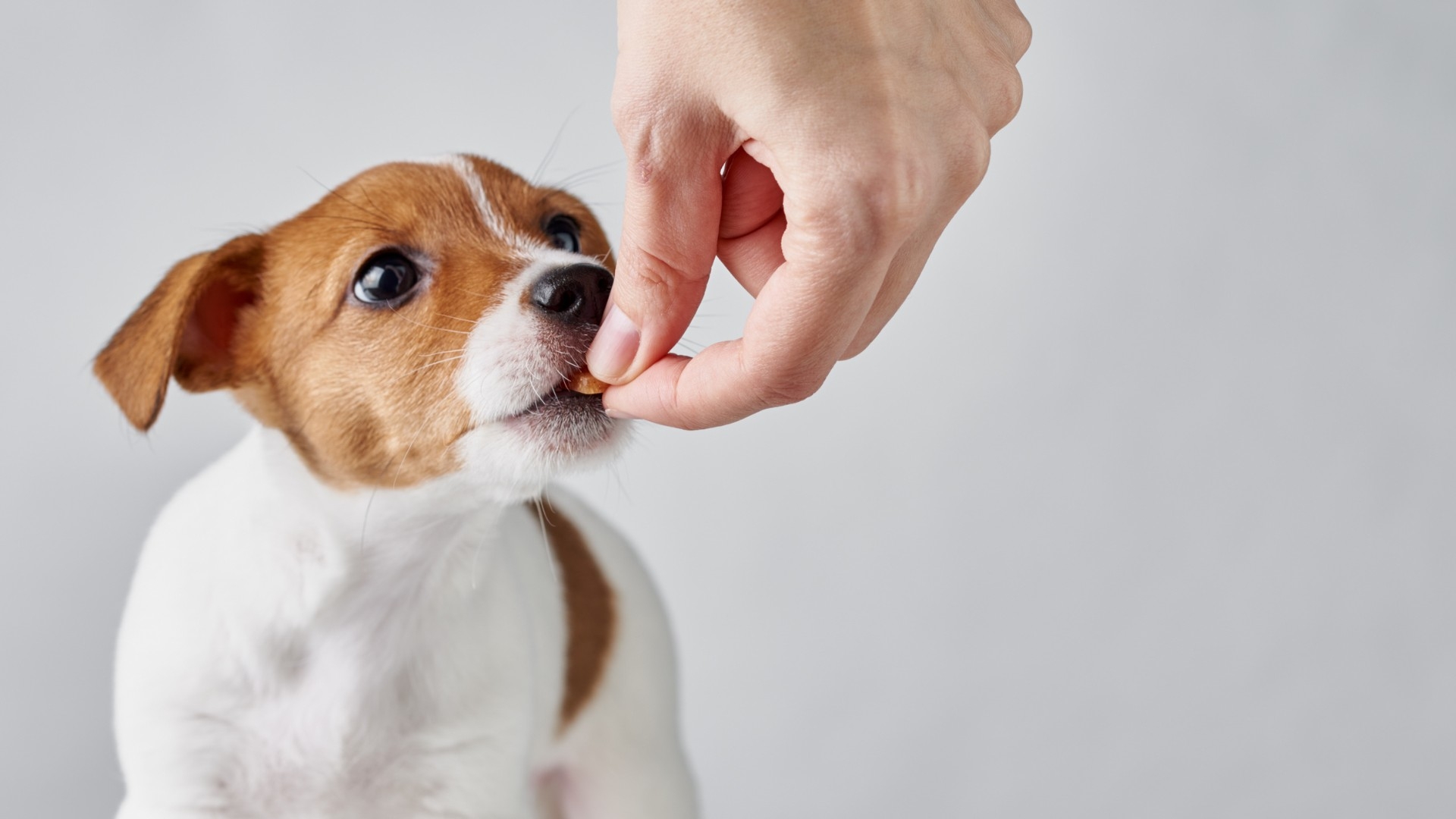 Dlaczego warto stosować suplementy diety dla zwierząt
