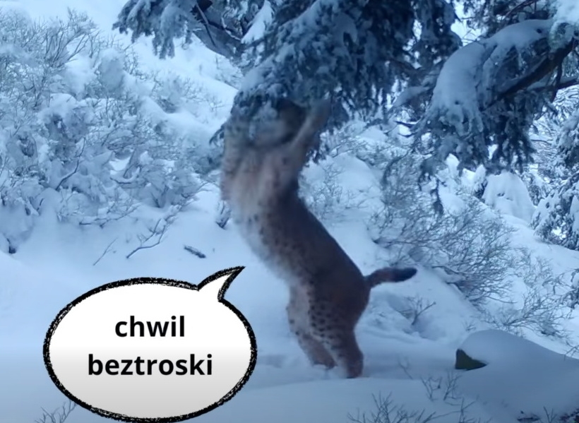 Życzenia od mieszkańców lasu. Ujmujący filmik Babiogórskiego Parku Narodowego