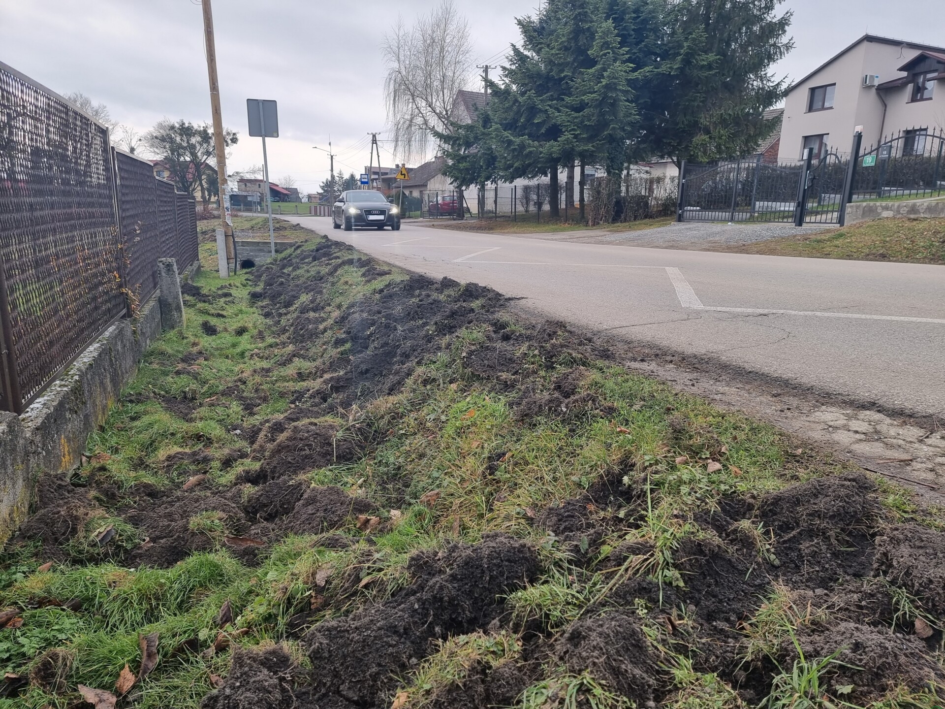 Problem dzików w Wiślicy. Rusza odstrzał redukcyjny