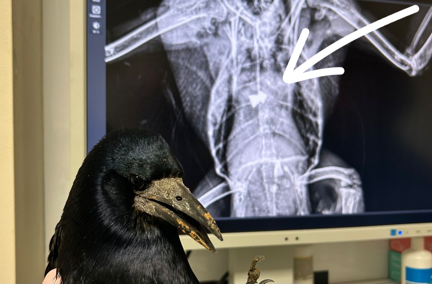 Postrzelonego gawrona nie udało się uratować. Dręczyciel zwierząt znów grasuje na bielskim osiedlu?