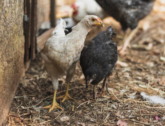 Alarm weterynaryjny w Hażlachu. Potwierdzono rzekomy pomór drobiu