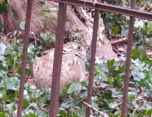 Niecodzienny gość na bielskim cmentarzu. Ślady pojawiły się przed świętami