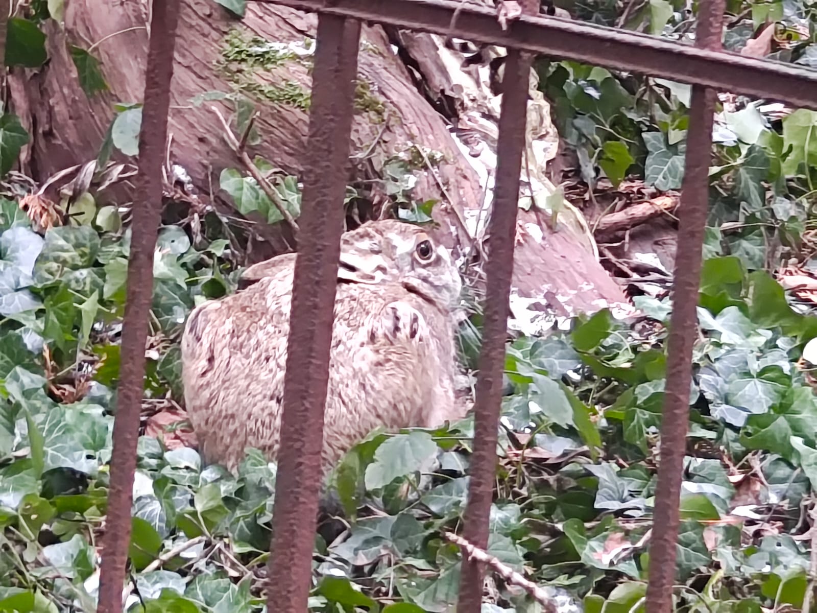 Niecodzienny gość na bielskim cmentarzu. Ślady pojawiły się przed świętami