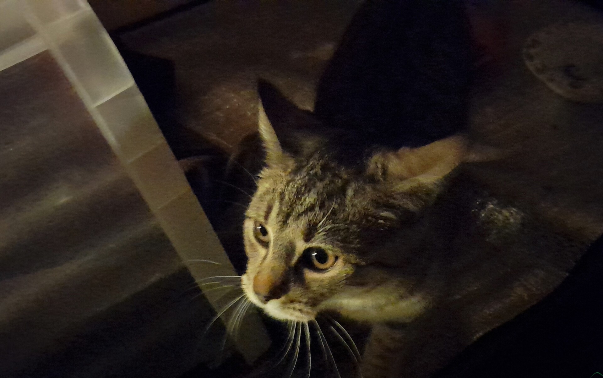 Mały gest, wielkie serce. Mieszkaniec Kęt uratował rannego kota