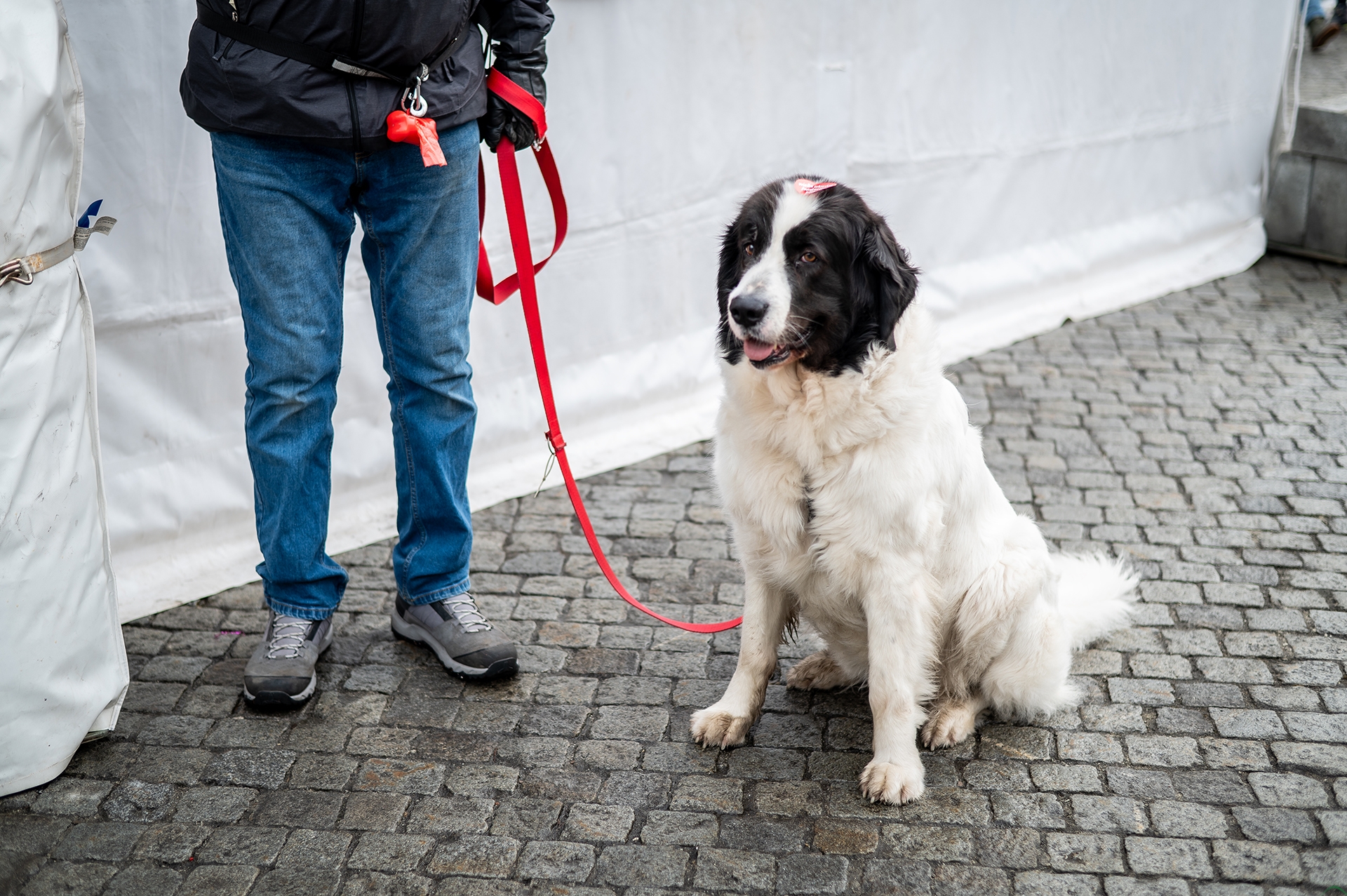 Stitch, dinozaury, morsowanie i nie tylko. Tak było podczas 34. finału WOŚP w Cieszynie – ZDJĘCIA