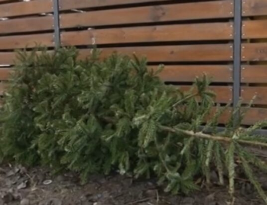 Poświąteczna zbiórka choinek w Oświęcimiu