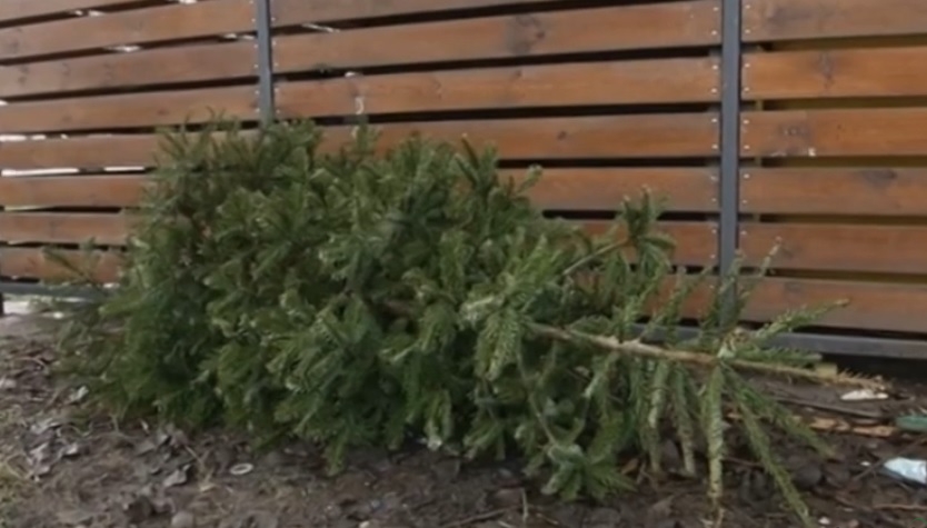 Poświąteczna zbiórka choinek w Oświęcimiu