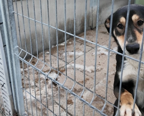 Kontrola za kontrolą w bielskim schronisku. Wszystko jest tam w porządku