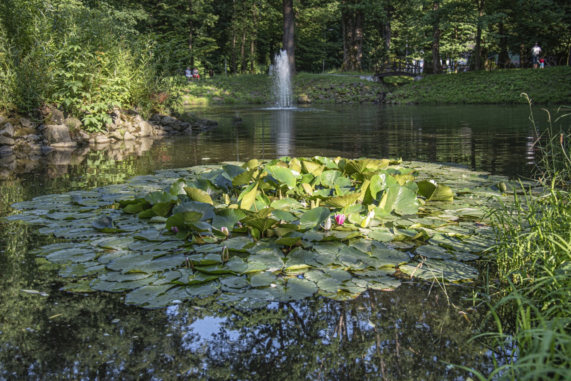 W tym roku rusza rewitalizacja stawu w Parku Zdrojowym w Jaworzu