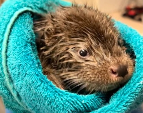 W Mysikróliku dochodzi do sił mała wyderka