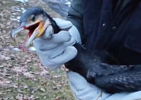 Postrzelony kormoran nie przeżył